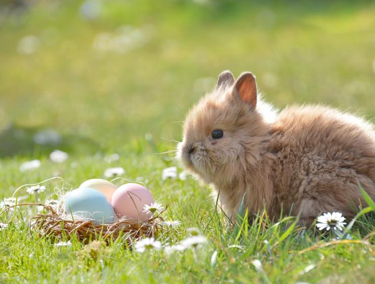 Offerta Pasqua a Marotta